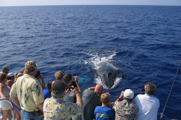 Humpback Whale 